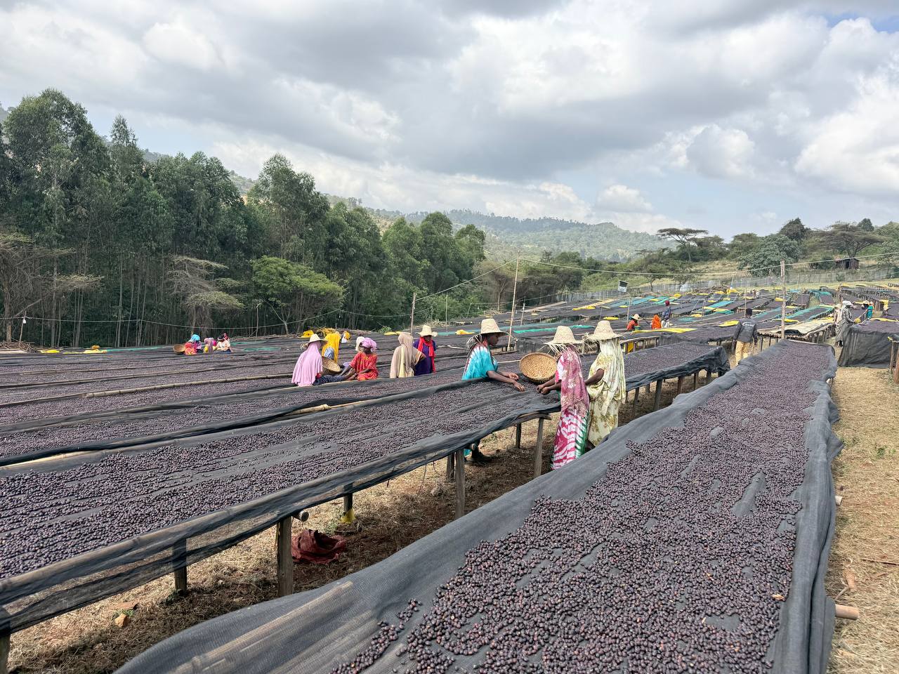 The New Crop Coffee Processing