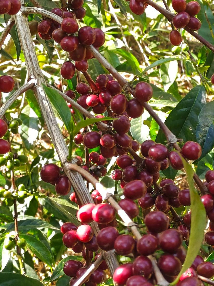 Supporting Farmers and Local Communities